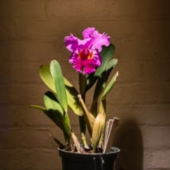 Meet your Posher, Elina - Picture 1 of 1